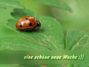 eine sch�ne neue Woche