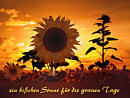 ein bi�chen Sonne f�r die grauen Tage