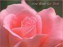 eine Rose f�r Dich