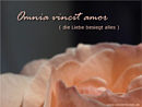 Omnia vincit amor - die Liebe besiegt alles