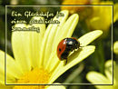 ein Gl�cksk�fer f�r einen gl�cklichen Sommertag