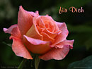 f�r Dich