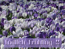 Endlich Fr�hling !!