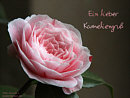 ein lieber Kameliengru�