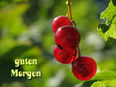 guten Morgen