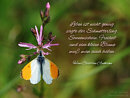 Leben ist nicht genug, sagte der Schmetterling ...