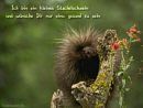 ich bin ein kleines Stachelschwein und w�nsche dir nur eins: gesund zu sein