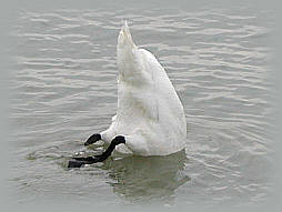 wenn ein Schwan sinkt ...