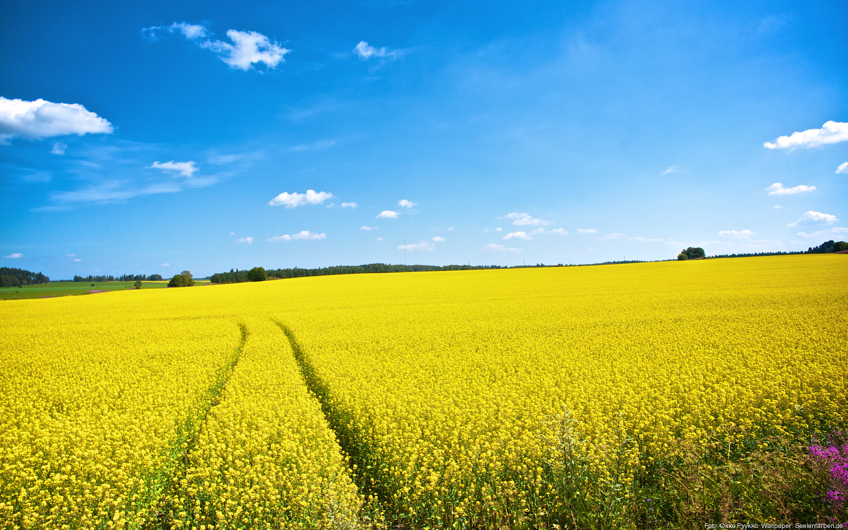 Rapsfelder Bilder: Unleash Your Inner Artist with Fun and Easy Drawings!